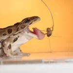 Les grenouilles peuvent offrir un véritable fouet à la langue