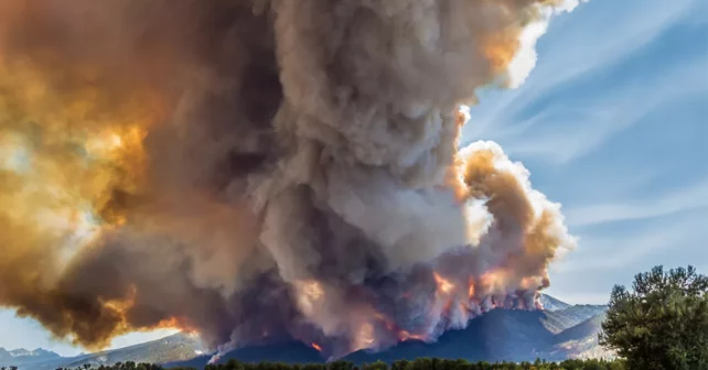 Feu de lion rugissant