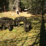 Les loups de Californie menacés par un procès « sans fondement »