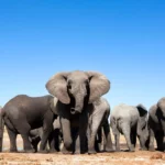 Les populations d'éléphants diminuent de 30 pour cent