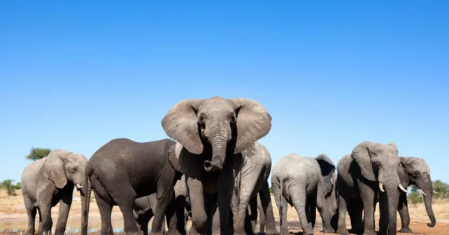 Éléphants à un point d’eau