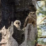 Les questions brûlantes sur les chouettes tachetées et le feu