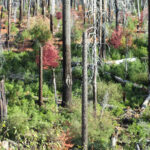 Ne croyez pas le battage médiatique : les forêts brûlées sont souvent pleines de vie