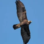 Quand les jeunes aigles chevauchent les vents