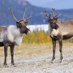 Qu’est-ce qui rend un caribou anxieux ?