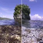Regarder les récifs blanchir en temps réel
