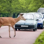 Une initiative de science citoyenne en Colombie-Britannique vise à réduire les accidents mortels sur les routes