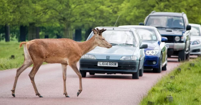 Cerf traversant la route