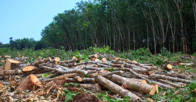 La déforestation