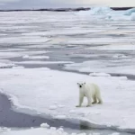 5 histoires environnementales à ne pas manquer