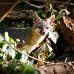 Dans la région de la baie de SF, les renards gris ouvrent une fenêtre sur la faune urbaine