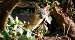 Dans la région de la baie de SF, les renards gris ouvrent une fenêtre sur la faune urbaine