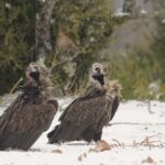 Restaurer les vautours d'Europe