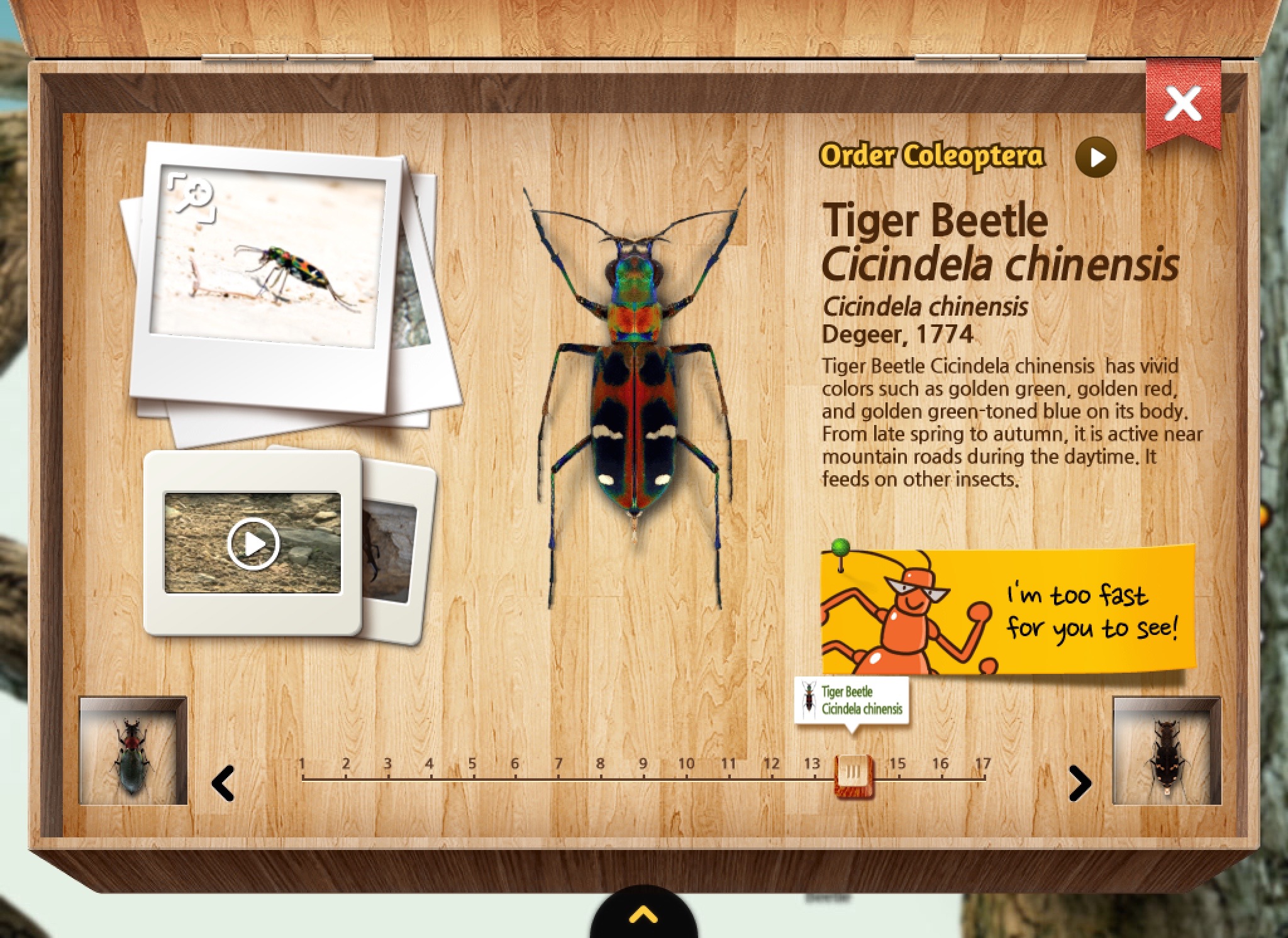 Rencontrez les insectes