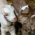 Des emplois de rêve pour les amoureux des animaux