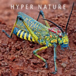 Hyper nature