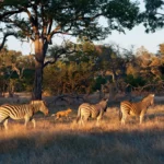 La faune africaine, dans toute sa splendeur