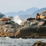 La frontière sauvage de la côte Pacifique