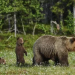 La vérité sur l'ours