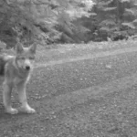 Le loup gris de l'Oregon retiré de la liste