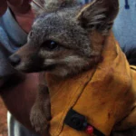 Les renards Catalina, une espèce en voie de disparition, en écoutent attentivement