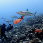 Les requins prennent une bouchée