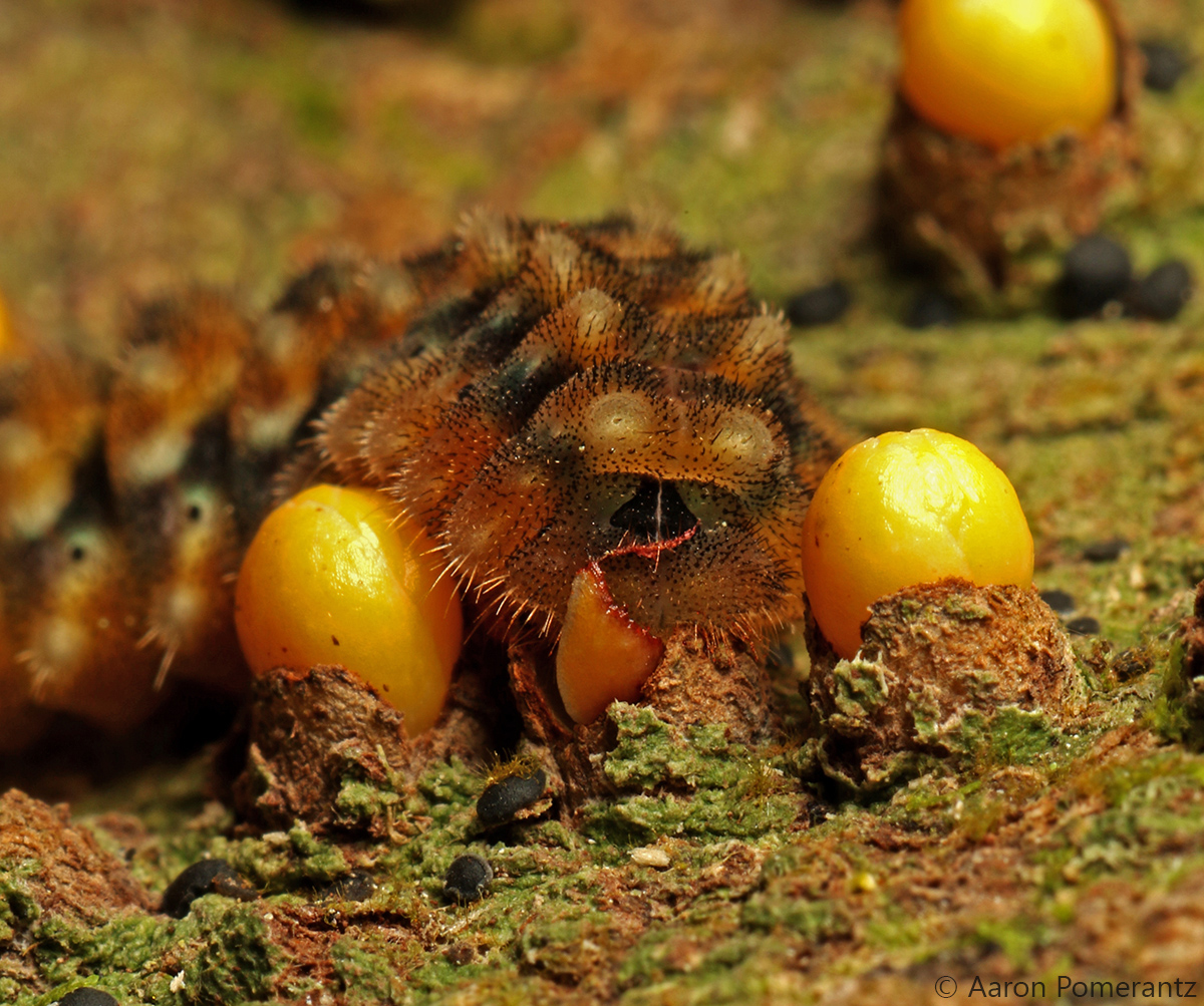Chenille mangeant des bulbes