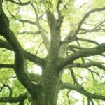 Quelle quantité de carbone les arbres stockent-ils réellement ?