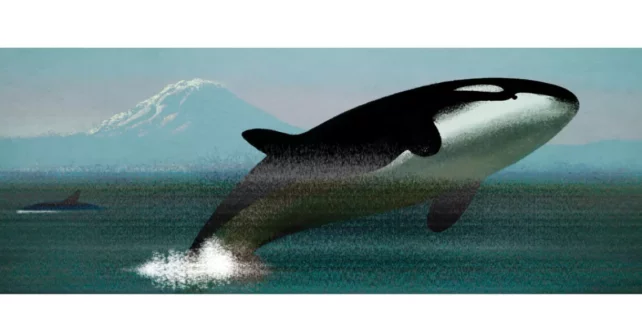 Les orques n'ont aucune protection contre la pollution de l'air.