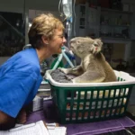 Soins aux koalas de près