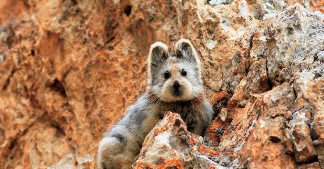 L’une des très rares images du chinois Ili pika, timide devant les caméras.