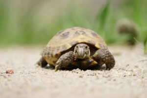 tortue_1