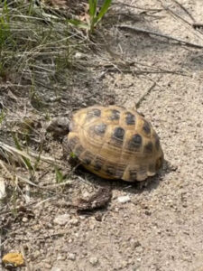 tortue_2