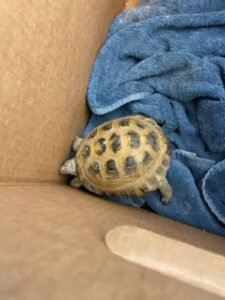 tortue_4