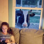 Une vache géante essaie d’entrer dans une maison tous les jours pour une raison très douce