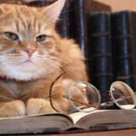 Quelle est la longévité d’un chat domestique ?