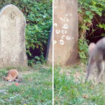 Un renardon saute de joie lorsqu’il trouve une balle rouge par terre