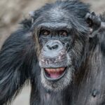 10 Animaux intelligents, le dernier est très surprenant