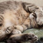 14 exemples de la façon dont les animaux dorment, le dernier est très surprenant