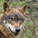 Le PP veut déprotéger le loup pour le chasser