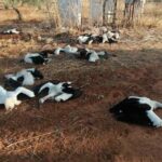 19 cigognes blanches électrocutées à Marchena (Séville)