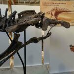 Actualités de la Fondation du Complexe Paléontologique Teruel-Diñopolis