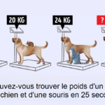 Casse-tête pour tester votre QI : Pouvez-vous trouver le poids d’un chat, d’un chien et d’une souris en 25 secondes ?