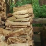 Illusion optique pour tester votre QI : Seul 1% peut trouver un chat endormi caché dans une forêt en 11 secondes !