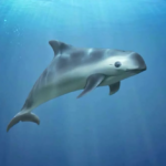 Journée internationale de la marina de Vaquita 2024 : toujours en danger critique