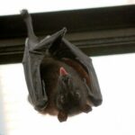 Laissons les chauves-souris tranquilles et il y aura moins de pandémies