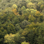 Projet RECONECTA : bioéconomie forestière à Cuenca, Soria et Teruel