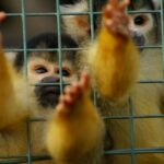 Que sont les stéréotypes animaux ?