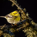 Qu'y a-t-il dans un nom d'oiseau ?