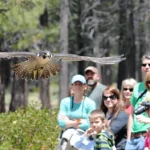 Comment les rapaces suscitent l'émerveillement dans le haut désert de l'Oregon